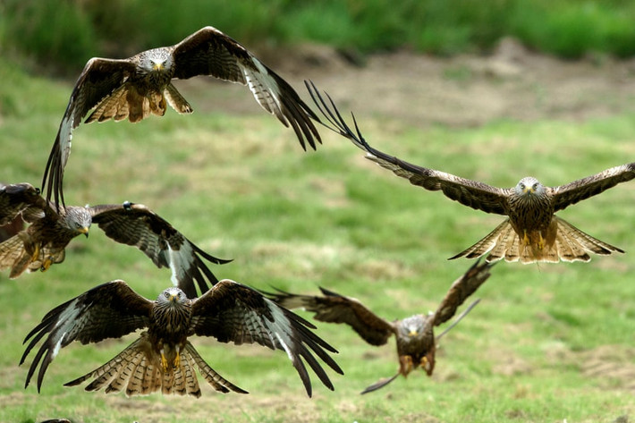 Chim diều đỏ đáp xuống cánh đồng ở Rhayader, Xứ Wales. (Nguồn Guardian)
