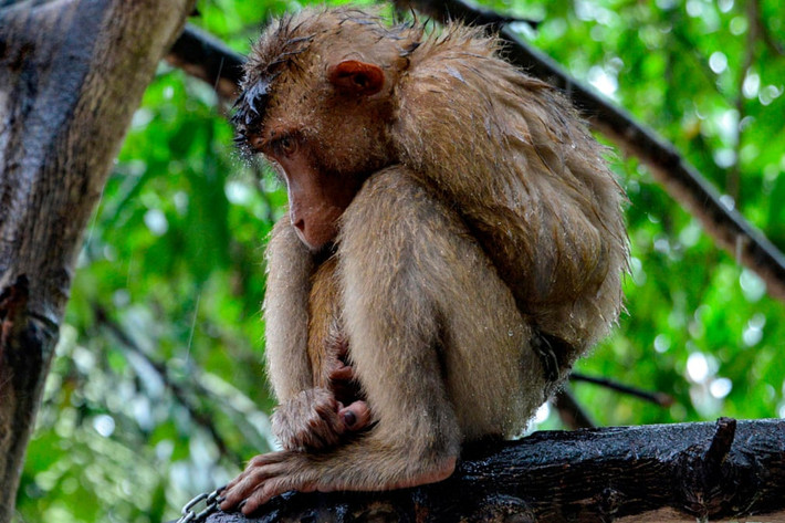 Khỉ ngồi trên cành cây bên ngoài một ngôi nhà ở thành phố Leupung, Indonesia. (Nguồn Guardian)
