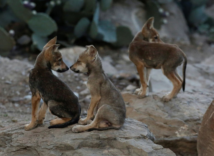 Sói xám con chơi đùa với nhau trong khu bảo tồn thiên nhiên ở thành phố Saltillo, Mexico. (Nguồn Guardian)