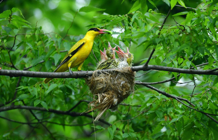 Chim vàng anh gáy đen mớm thức ăn cho đàn con ở Namyangju, Hàn Quốc. (Nguồn Guardian)