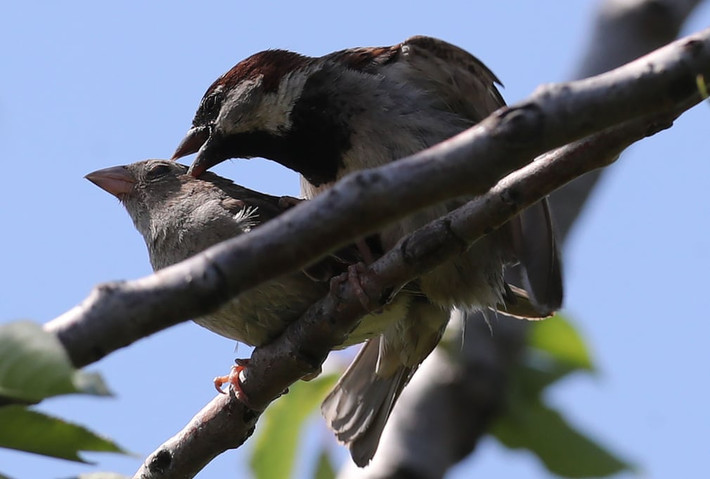 Cặp chim sẻ tình tứ với nhau trong mùa sinh sản ở thành phố Ankara, Thổ Nhĩ Kỳ. (Nguồn Guardian)