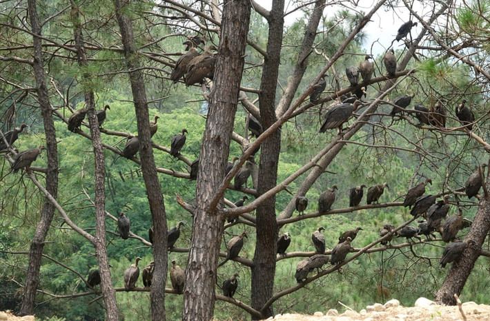 Những con kền kền đậu trên cây trong ngôi làng Bhorni ở bang Himachal Pradesh, Ấn Đô. (Nguồn Guardian)