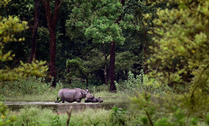 Tê giác một sừng lội qua nước lũ trong vườn quốc gia Pobitora ở Assam, Ấn Độ. (Nguồn Guardian)