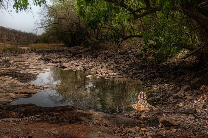 Hổ tắm mát dưới vũng nước trong vườn quốc gia Ranthambore, Ấn Độ. (Nguồn Guardian)