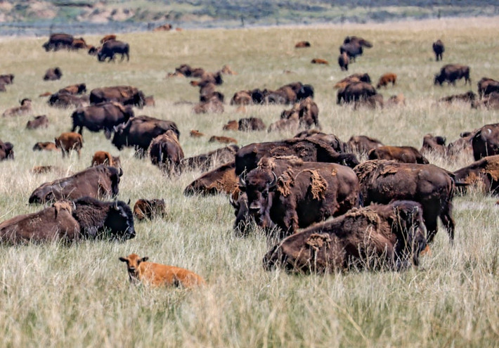 Đàn trâu rừng gặm cỏ trên cánh đồng gần thị trấn Wright ở bang Wyoming, Mỹ. (Nguồn Guardian)