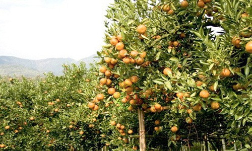 Vườn cây trĩu quả giúp nông dân "hái ra tiền" (Ảnh: Expertagro)