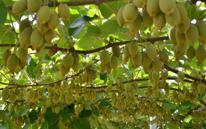 "Đũa thần" công nghệ đã giúp giàn kiwi phủ kín trái (Ảnh: KT)