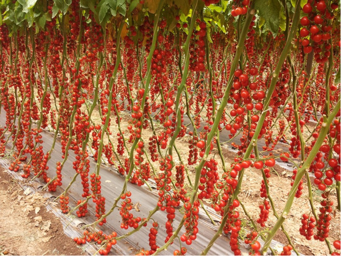Những cây cà chua sai quả từ gốc lên đến ngọn (Ảnh: Expertgro)