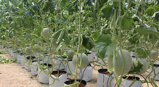 100% gốc dưa đều có quả. Dưa có màu xanh, ruột vàng, chất lượng thơm ngon. Giá bán tại vườn là 45.000 đồng/kg. Ảnh: Báo Nghệ An.