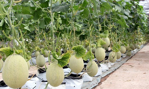 Tương tự, gia đình ông Đào Quang Trịnh ở thôn 1, xã Đông Sơn, huyện Thủy Nguyên, Hải Phòng cũng thành công với mô hình trồng dưa lưới kiểu Israel. Ông Trịnh đã đầu tư hàng chục tỷ đồng để biến 8.000m2 đất ruộng thành vườn dưa lưới công nghệ cao. Ảnh: Nông nghiệp.