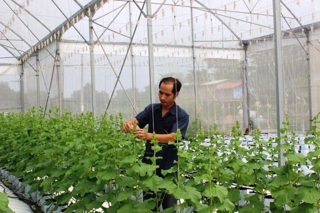 Theo anh Tú, dưa lưới là loại cây khó tính, dễ mẫn cảm với thời tiết, côn trùng gây hại nên cần được chăm sóc tỉ mỉ, cẩn thận. Ảnh: Dân Việt.