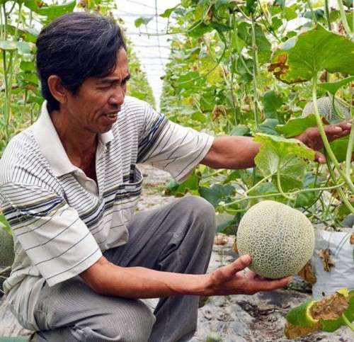 Đầu tư hơn 600 triệu đồng trên diện tích khoảng 2.000m2, năm đó vườn dưa lưới của gia đình ông thu về 130 triệu đồng/2 vụ tiền lãi. Ảnh: Dân Việt.