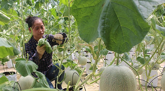 Khu nhà màng trồng dưa lưới của ông Trương Văn Hòa ở xóm 2 Hội Sơn (Nghệ An) có 2.000 gốc dưa, mỗi gốc cho một quả, mỗi quả đạt trọng lượng 1,5 đến 2kg. Ảnh: Báo Nghệ An.