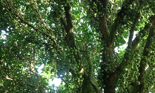 Ông Lê Minh Tâm, chủ vườn dâu cho biết, Có cây dâu sai trái mỗi mùa cho đến vài trăm ký. Ảnh: Thiên Ân.