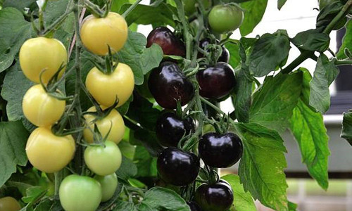 Loại cà chua này có hình dục, vỏ căng bóng, chín màu đỏ, giòn, ngọt, đặc biệt trong ruột không có hạt. Ảnh: Vietnamnet.