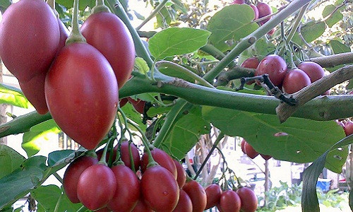 Hồi giữa tháng 2 năm nay, người tiêu dùng xôn xao với giống cà chua thân gỗ nhập khẩu trực tiếp từ Ecuador. Ảnh: Hatgiongngoainhap.