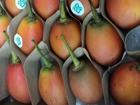 Cà chua thân gỗ rao bán tại các cửa hàng ở Hà Nội có giá lên tới 1 triệu đồng/kg. Ảnh: Vietnamnet.