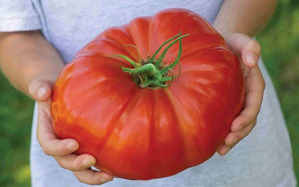 Tuy nhiên, cà chua đen và cà chua Gigantomo đã được trồng thử nghiệm thành công tại Đà Lạt. Ảnh: Khoahoc.
