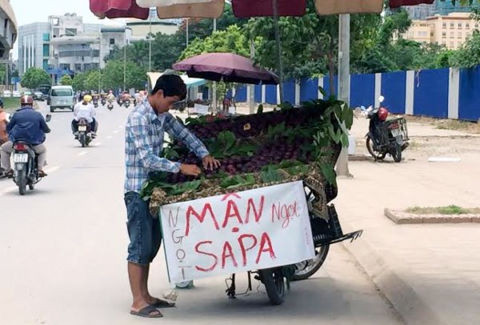 Hiện, mùa mận tại Việt Nam đã về cuối vụ, sản lượng chỉ còn ít. Đây cũng là lúc mận Trung Quốc ồ ạt tràn sang, gắn mác "mận Việt Nam". Ảnh: Zing.