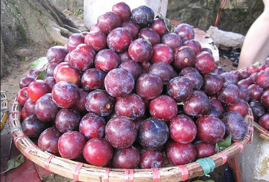 Mận Việt thường tươi, cứng, có vị chua thanh và giòn. Khi chín có vị ngọt pha lẫn vị chua dịu. Mận Trung Quốc ngọt hơn, ruột mềm và dễ bị nhũn. Ảnh: Phununet.
