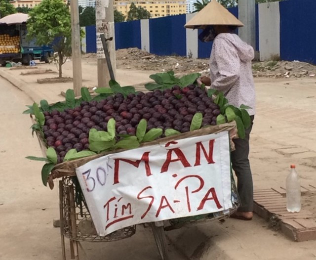 Loại mận này thường được người bán quảng cáo là mận Sa Pa nhưng thực chất là mận nhập từ Trung Quốc. Ảnh: Dân Việt.