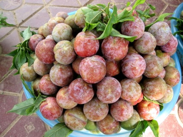 Mận Tam Hoa trồng chủ yếu ở Mộc Châu (Sơn La), Bắc Hà (Lào Cai)...có màu đỏ kèm phấn trắng lấm tấm. Khi ăn có vị ngọt pha lẫn chua, giòn. Ảnh: Cayhoacanh.