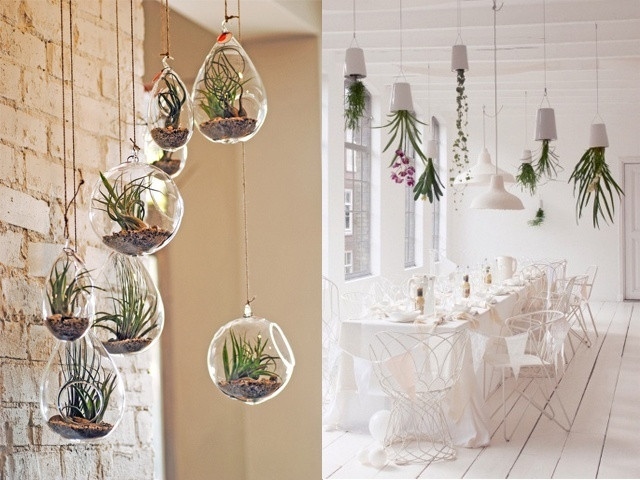 Bạn thấy sao về ý tưởng treo ngược cây từ trên cao như thế này? Nếu làm đúng cách sẽ k sợ đất rơi vào đầu. Không thì cho cây vào chậu rồi treo lên cũng rất đẹp. Thay vì những chậu truyền thống, bình thủy tinh sẽ khiến cây của bạn bộc lộ được hết vẻ đẹp của nó khi bọc qua lớp thủy tinh trong suốt, bóng bảy.