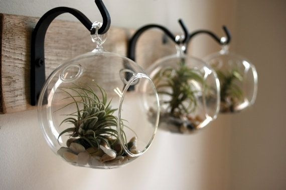 Cây được treo vào móc quần áo cũng là phương pháp trang trí nhà đơn giản mà chẳng "đụng hàng".