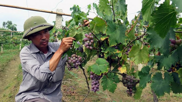 Tương tự, nho tảo hồng từ lúc trồng cho tới lúc leo giàn khoảng 90 ngày, năng suất khoảng 20 tấn/ha. Ảnh: Nhân dân.