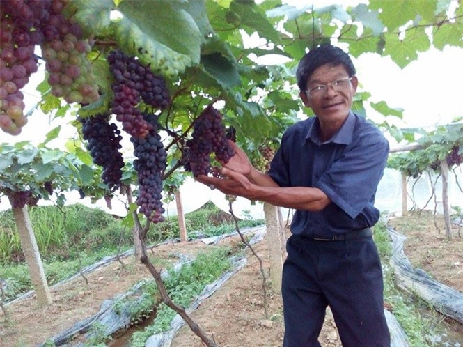 Được biết, nho cự phong sinh trưởng tốt, từ lúc trồng cho tới lúc leo giàn khoảng 100 ngày. Năng suất đạt tới 20 tấn/ha. Ảnh: Nongnghiep.