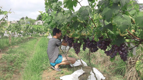Theo tính toán kinh phí đầu tư, sau 3 năm trồng nho, người dân có thể thu hồi vốn và bắt đầu có lãi khoảng 300 triệu đồng/ha/năm. Ảnh: Chephamsinhhoc.