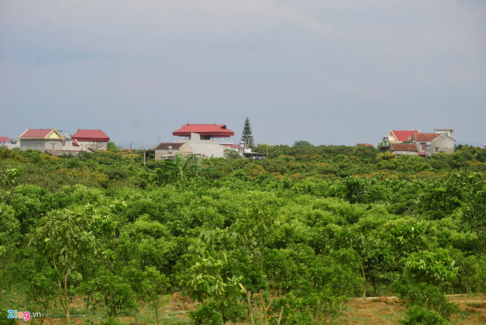 Những ngày qua, người trồng vải thiều Bắc Giang tại các xã Hồng Giang, Phượng Sơn, Quý Sơn (huyện Lục Ngạn, Bắc Giang)... đứng ngồi không yên do hàng nghìn hecta (ha) vải không ra quả. Một số vườn khác, cho ra quả chỉ bằng 1/10 so với những năm trước.