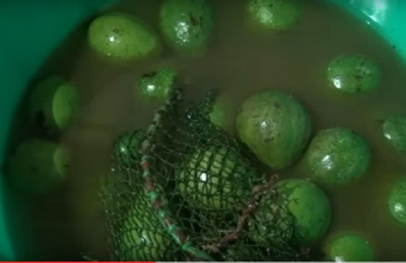Qua điều tra, chủ cơ sở khai nhận đã dùng hóa chất để ngâm các loại trái cây (trong đó có bơ) cho chín đều rồi bán cho người mua. Ảnh: THĐT.