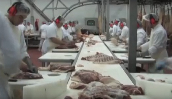 Sau một năm chăn thả, những chú lợn đen được cung cấp cho nhà máy chế biến thịt heo hàng đầu Tây Ban Nha. Tại đây, thịt lợn Iberia được chế biến và đóng gói theo tiêu chuẩn chất lượng quốc tế. Ảnh: Youtube.