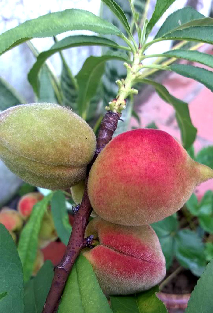 Quả đào thất thốn ăn giòn, ngọt, không bị chua.