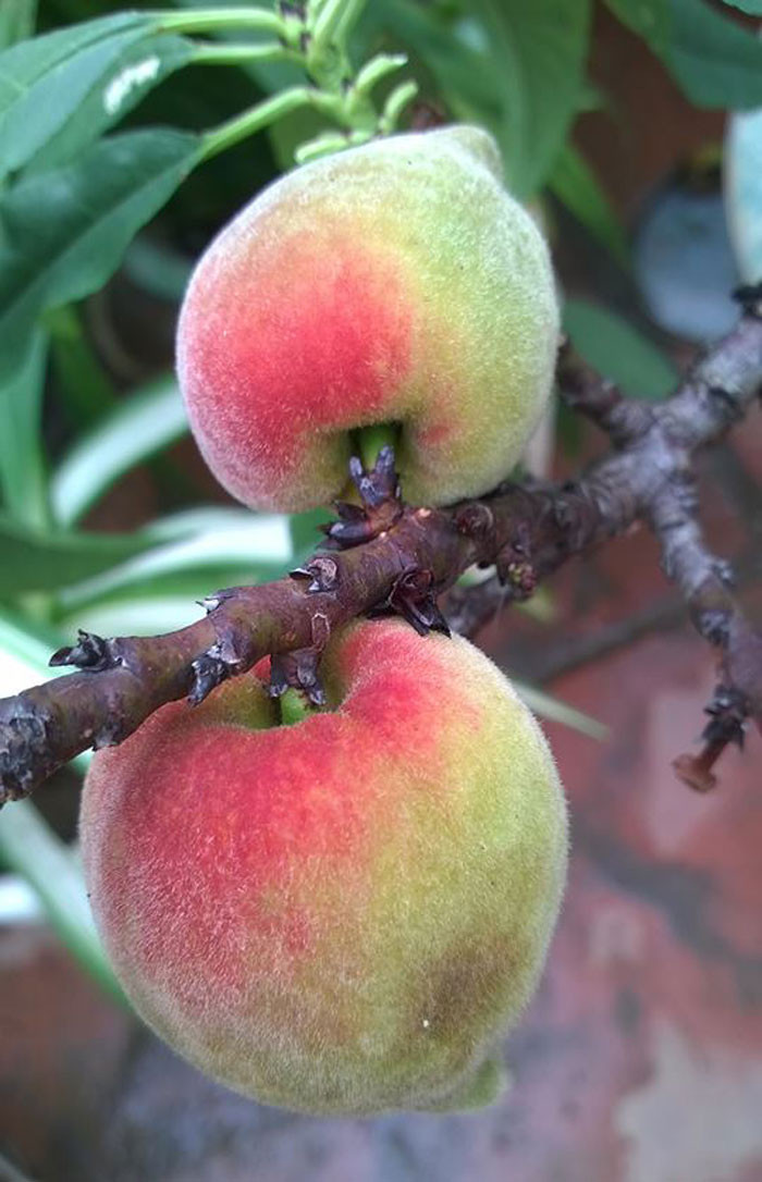 Hiện đào bắt đầu chín và cho thu hoạch.
