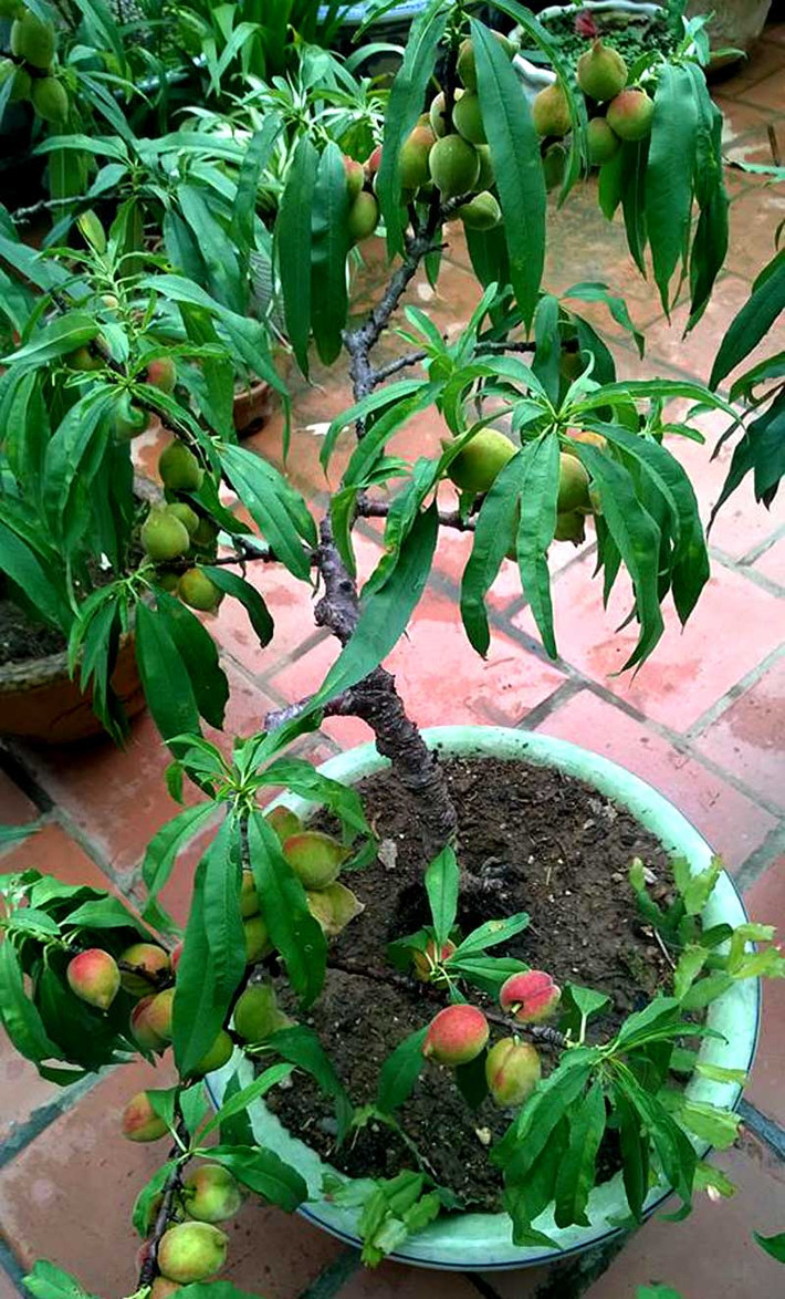 Tuy nhiên, các gốc đào nào có quả thì quả đều sai trĩu cành, chẳng khác gì các loại đào lấy quả người dân trồng trong vườn.