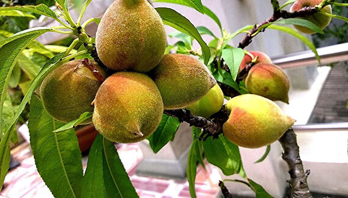 Theo anh, đào khi ra quả chăm sóc không khó, chỉ cần tưới nước hàng ngày tùy vào thời tiết.
