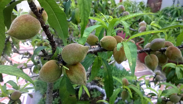 Sau khi ra hoa, vườn đào thất thốn đậu quả. Đến tầm tháng 6-7 đào cho thu hoạch quả, còn hạt đem gieo trồng.