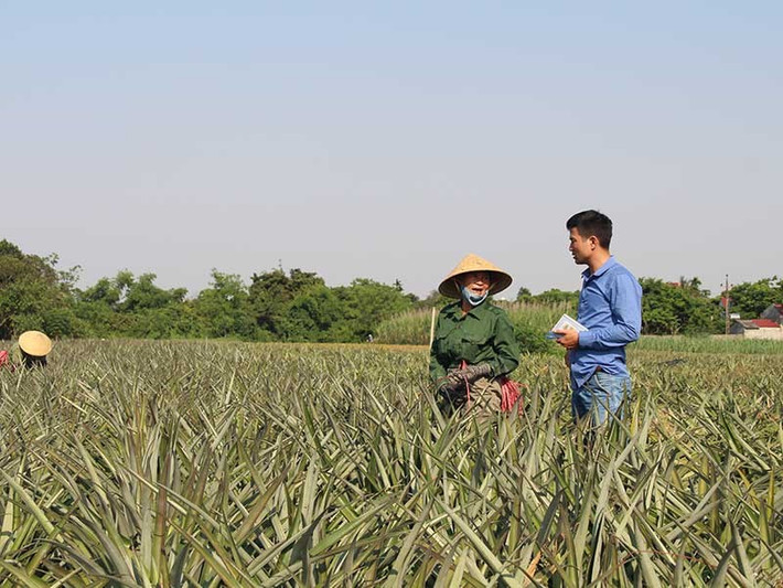 Người dân vô cùng bất ngờ vì giá dứa chưa bao giờ cao đến vậy. Hơn thế, họ còn thu gom cả những quả dứa còn xanh với giá cao. Ảnh: Plo.