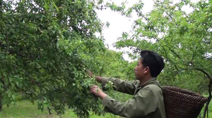 Được giá nên dù chưa vào vụ thu hoạch nhiều người dân trong bản ồ ạt hái bán cho thương lái. Ảnh: Truyenhinhnghean.