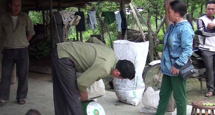 Tại Nghệ An lại xuất hiện thương lái ở nơi khác tới thu mua quả mận non theo kiểu tận thu với giá cao bất thường. Ảnh: Truyenhinhnghean.