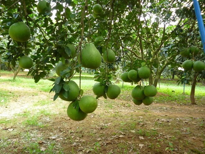 Ngạc nhiên hơn là thương lái trả giá rất cao cho những trái bưởi còn xanh, chưa có vị ngọt. Ảnh: Buoidaxanh.