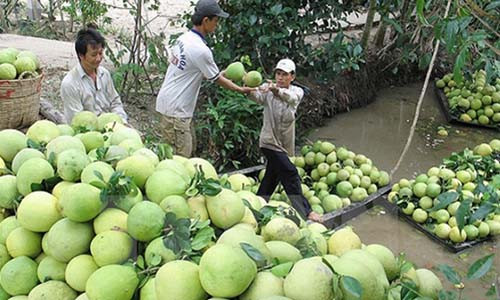Tại Bến Tre, nhiều thương lái đến tận vườn thu mua bưởi da xanh chưa chín, bưởi non. Ảnh: Người tiêu dùng.