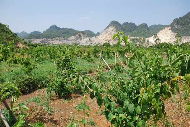 Là loại cây trồng hàng năm nhưng sachi lại cho thu hoạch nhiều năm (từ 20 - 30 năm). Thời gian thu hoạch nhanh. Ảnh: Nông nghiệp.