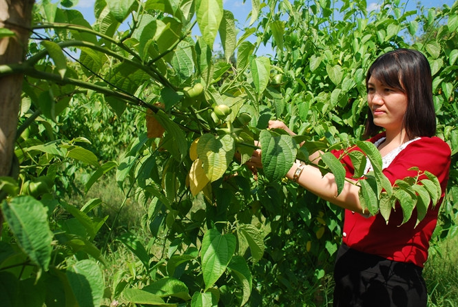 Sau hơn 1 năm trồng, trên nét mặt của nhiều hộ dân ở Mang Yang, Gia Lai hiện nỗi u sầu bởi vỡ mộng làm giàu từ cây sachi. Lúc đầu thu hoạch, có người đến hỏi mua nhưng giá chỉ 40.000 đồng/kg chứ không phải 800.000 đồng như tin đồn trước đây. Ảnh: Nông nghiệp.