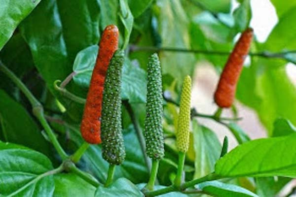 Dù vậy, thị trường cho loại tiêu lốt cũng chưa rõ ràng. Ảnh: Purarejoagung.