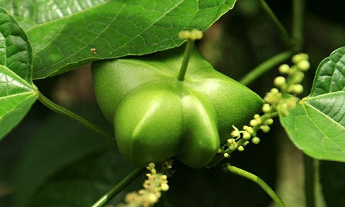 Theo tin đồn, giống " cây tiền tỷ" này có hiệu quả kinh tế rất cao, mỗi kg có giá từ 800.000 - 900.000 đồng. Ảnh: Vov.