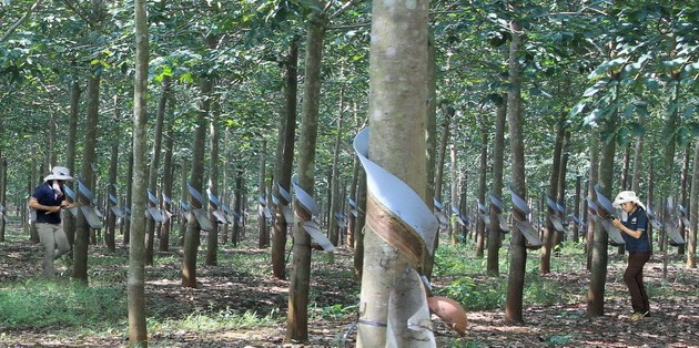 Cây cao su được ông chủ Hoàng Anh Gia Lai dồn nhiều công sức. Tuy nhiên, doanh thu và lợi nhuận từ mảng cao su đang giảm mạnh. Năm 2016, doanh thu mủ cao su đạt 114 tỷ đồng, chiếm 2,39% trong cơ cấu tổng doanh thu và giảm 42% so với năm 2015. Ảnh: Blogspot.
