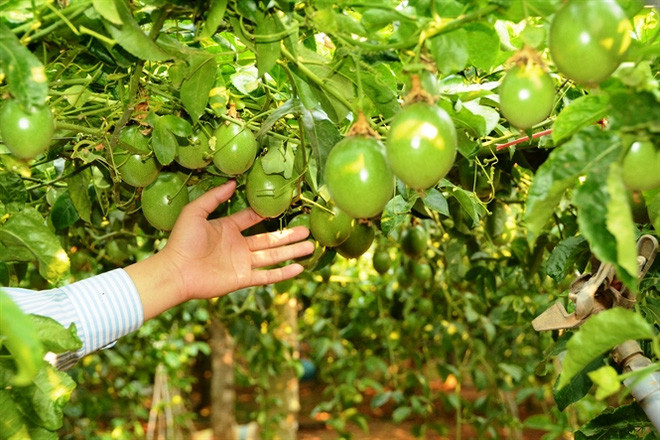 Hoàng Anh Gia Lai dự tính thu hoạch 56.250 tấn chanh dây, mang lại doanh thu 1.050 tỷ đồng chỉ sau một năm triển khai. Quả chanh dây tươi xuất khẩu và ruột chanh dây dùng làm nguyên liệu để cung cấp cho các doanh nghiệp sản xuất nước giải khát. Ảnh minh hạo: Hatgiongso1.